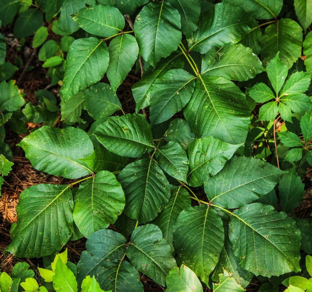 Poison Ivy, Oak, and Sumac: Symptoms, Treatment, and Prevention