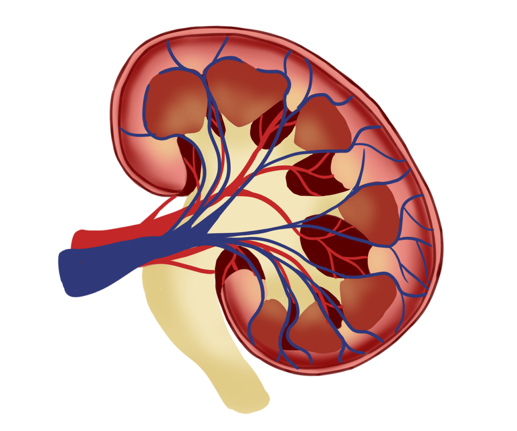 Understanding Kidney Failure: Comprehensive Guide to Symptoms and Treatment