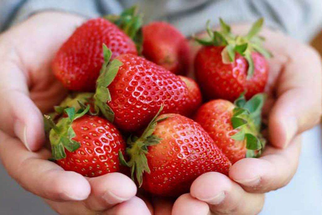 A person holding a handful of fresh, ripe strawberries.